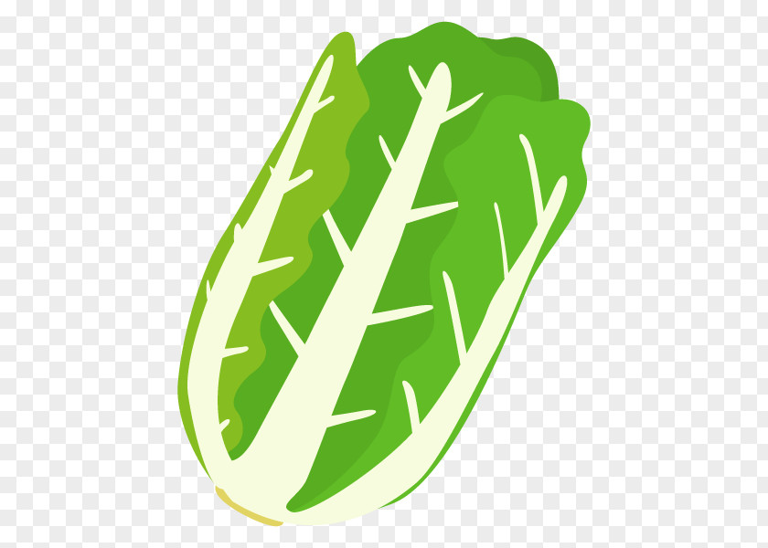 Napa Cabbage Illustration Image Nabemono Vegetable PNG