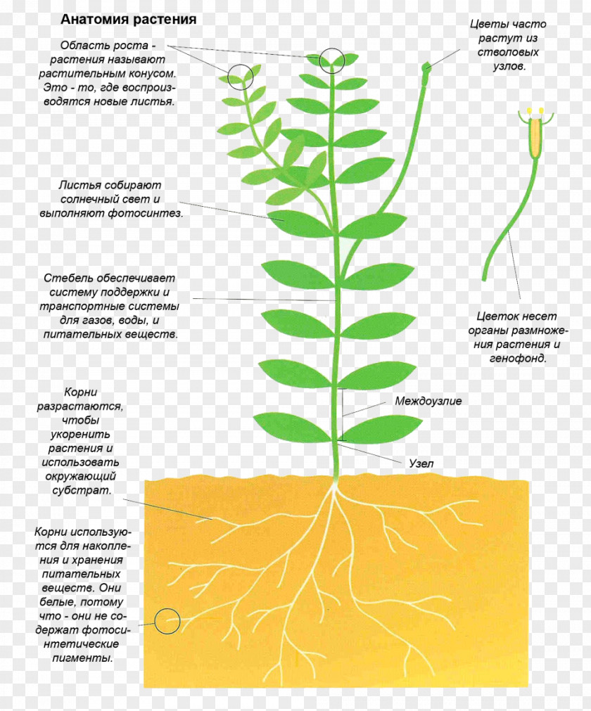 Plant Anatomy Diagram Stem PNG