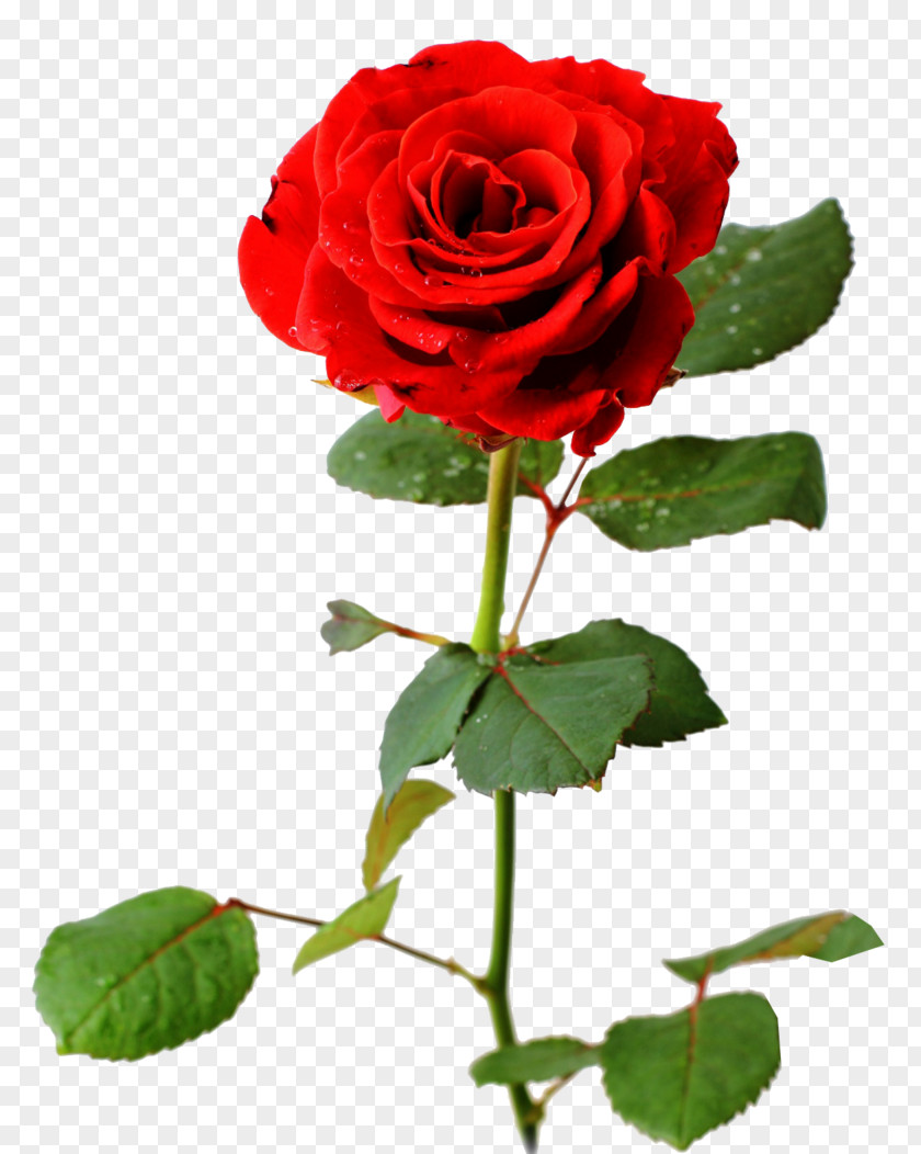 Rose Flower Desktop Wallpaper Bouquet PNG