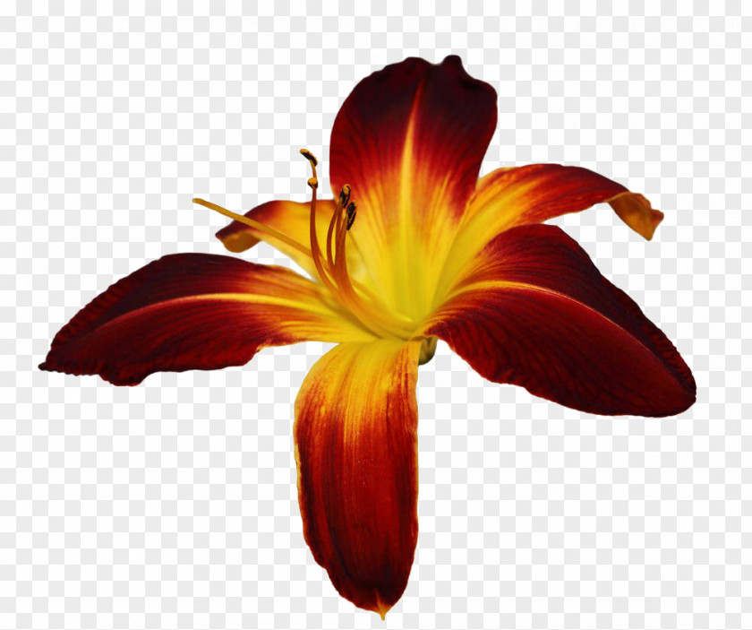 Daylily Free Download Hemerocallis Fulva Stock Photography Lilium Flower PNG
