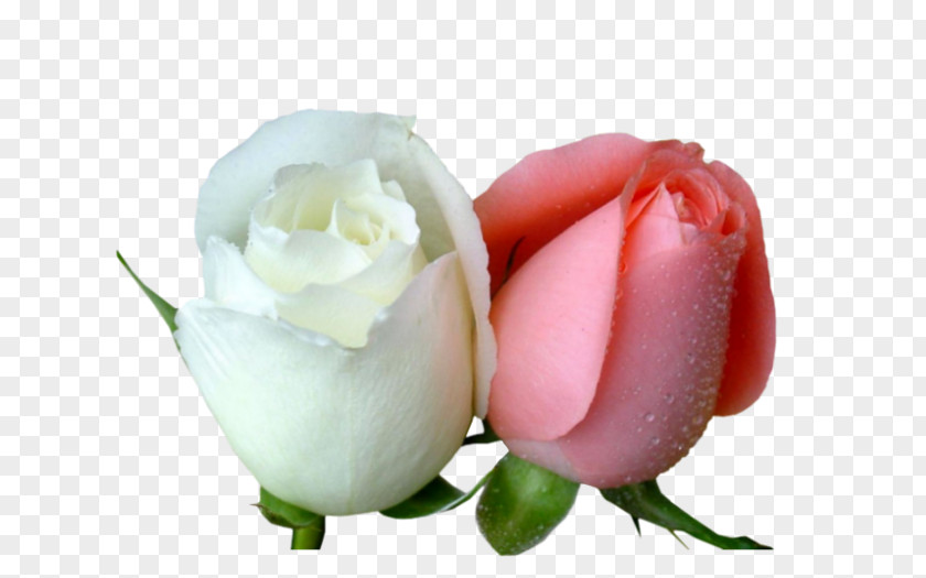 Flower Garden Roses Desktop Wallpaper Love PNG