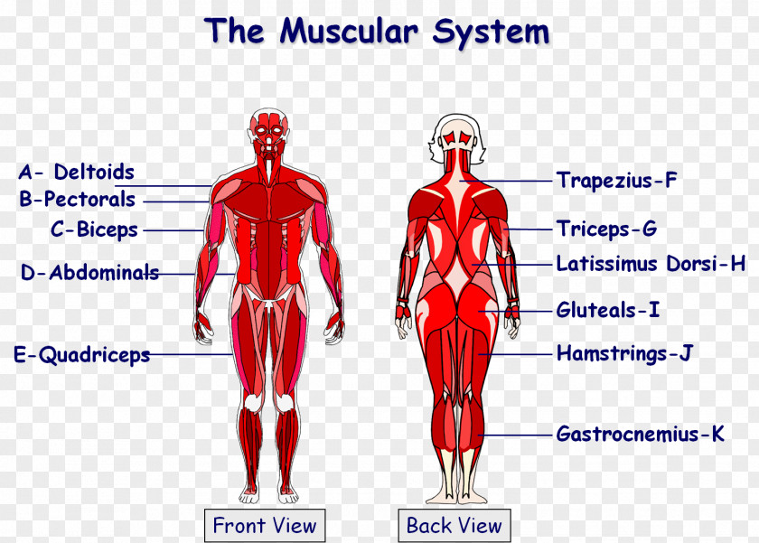 Latissimus Dorsi The Muscular System Anatomical Chart Human Body Muscle PNG