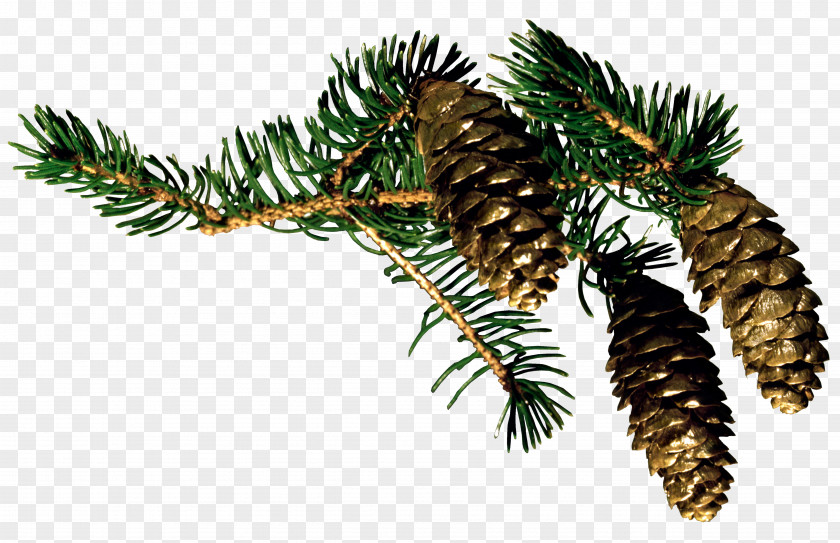 Pine Cone Fir Christmas Conifer Santa Claus PNG