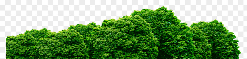 A Green Bush PNG green bush clipart PNG