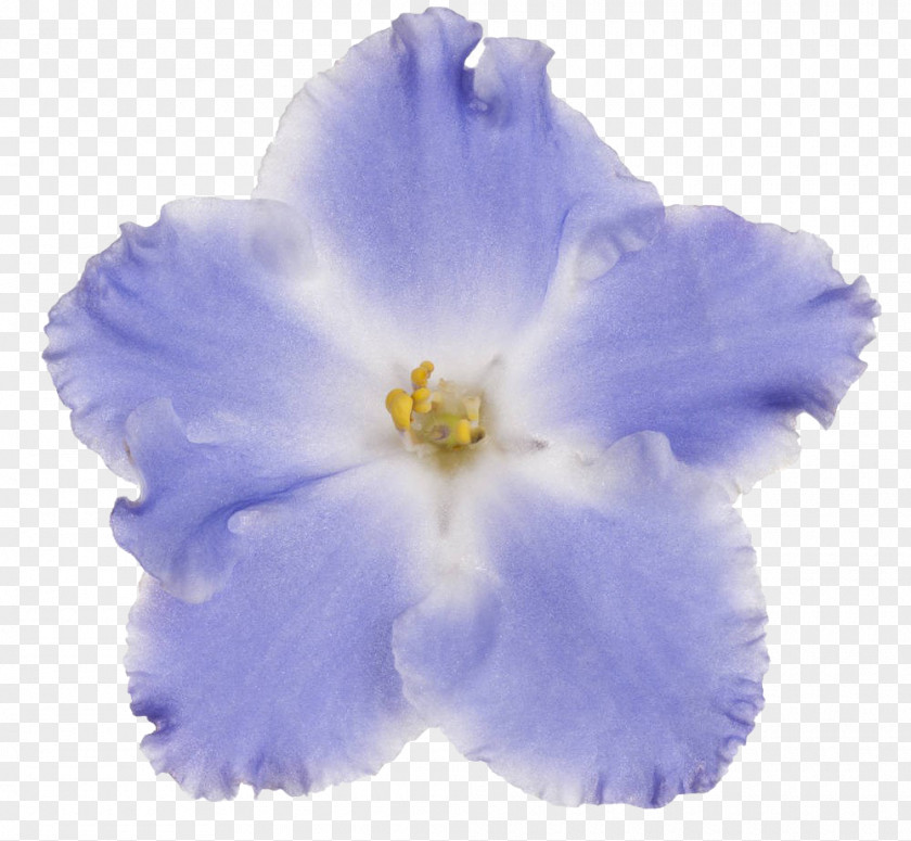 Blue Violet Flower PNG