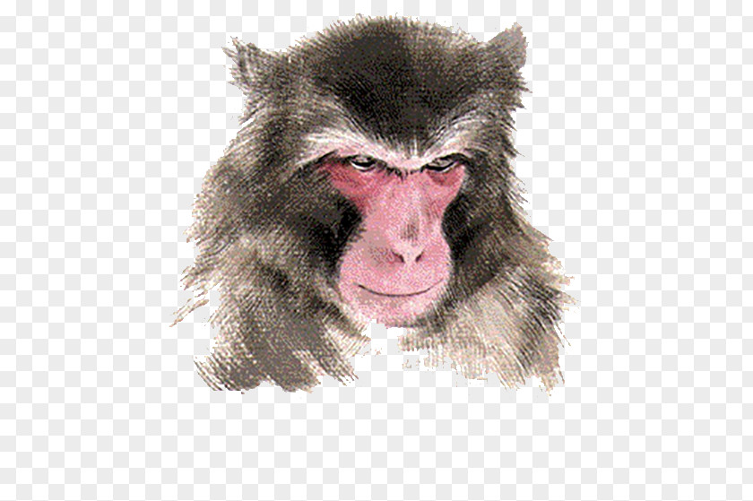 Like Monkeys Macaque Monkey Chinese Zodiac PNG