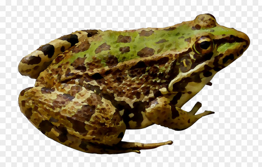 American Bullfrog Amphibians Toad PNG