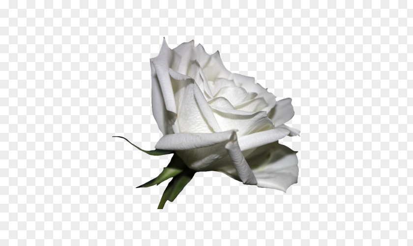 Beautiful White Roses Rosa Chinensis PNG