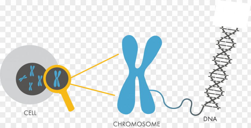 Chromosome DNA Genetics Nucleotide Cell PNG