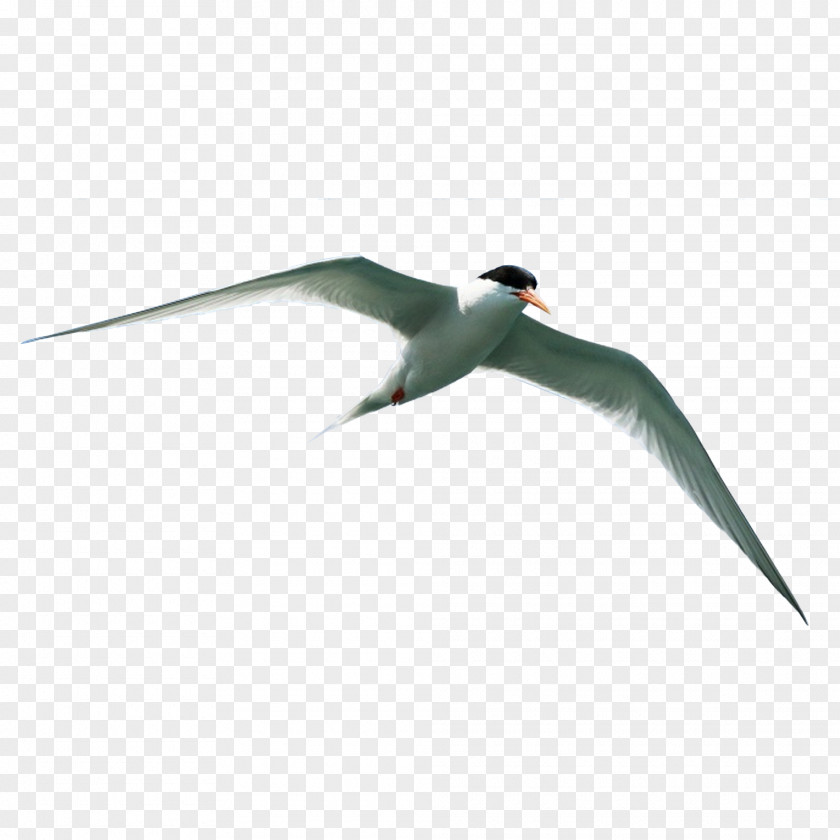 Flying Bird Material Flight Download PNG