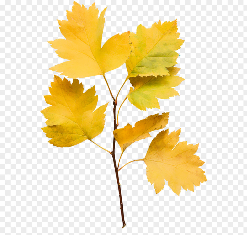 Leaf Maple Twig Plant Stem Petal PNG