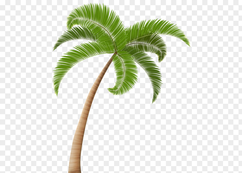 Palm Leaves Colletion Clip Art PNG