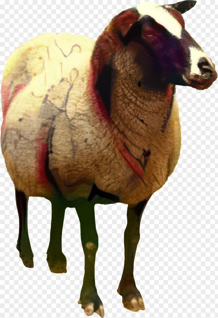 Pelibuey Sheep Lincoln Boer Goat Romney Caprinae PNG