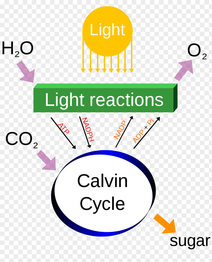 Photosynthesis Cliparts Cellular Respiration Diagram Chemical Energy Carbon Dioxide PNG