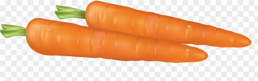 Carrot Vector Baby Bockwurst Knackwurst PNG