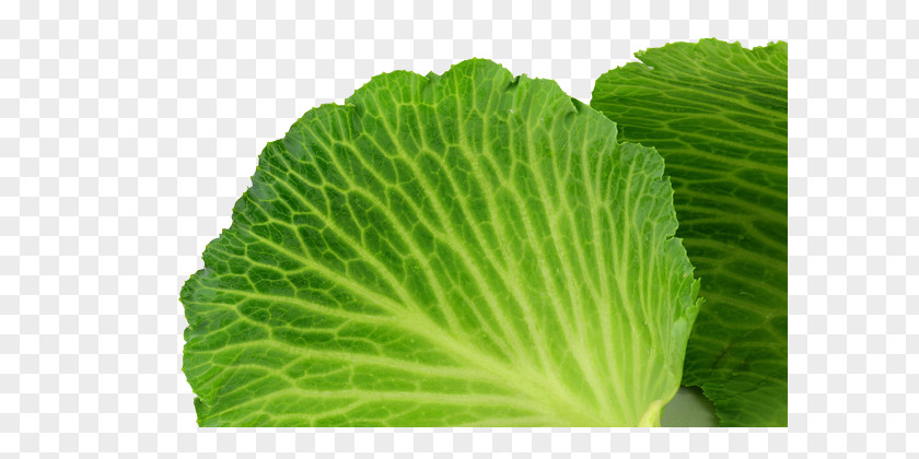 HD Photography Cabbage Spring Greens PNG