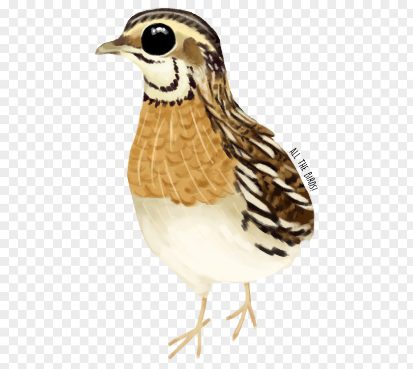 Quail Bird Galliformes Beak Feather Animal PNG
