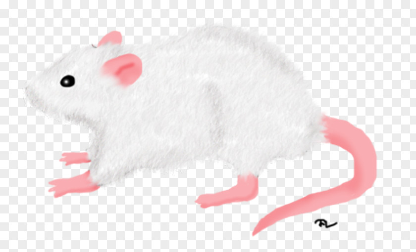 Rat Gerbil Mouse Rodent Hamster PNG