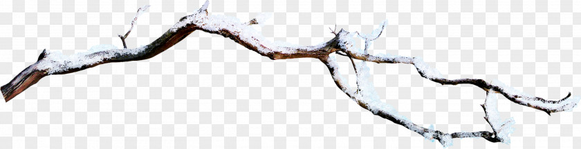 Snow Branch PNG