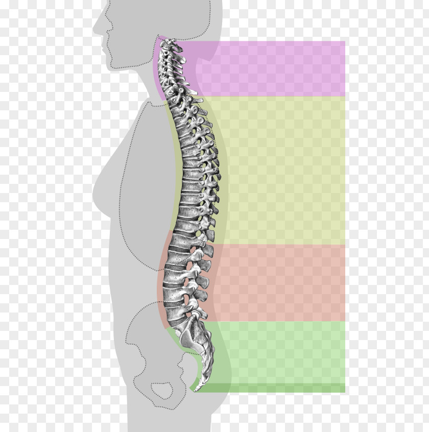 Book Spine Vertebral Column Anatomy Cervical Vertebrae Spinal Cord PNG