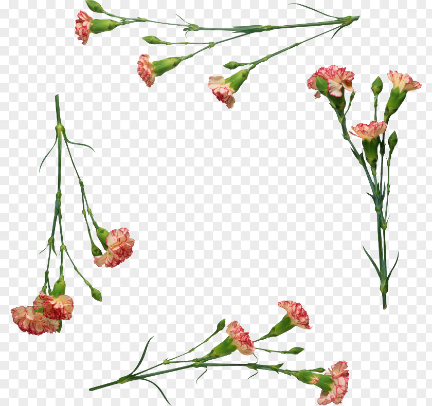 Carnation Floral Design November Of The Heart Cut Flowers PNG