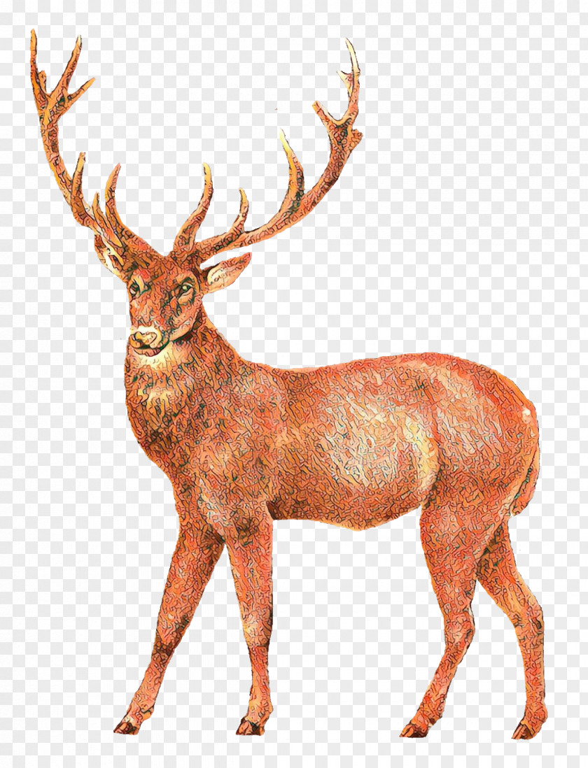 Deer Clip Art Elk Moose PNG