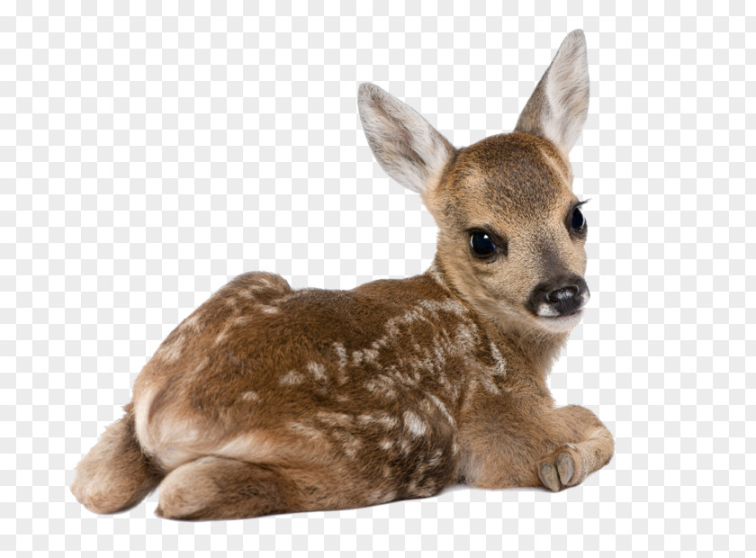 Deer Roe White-tailed Dog Stock Photography PNG
