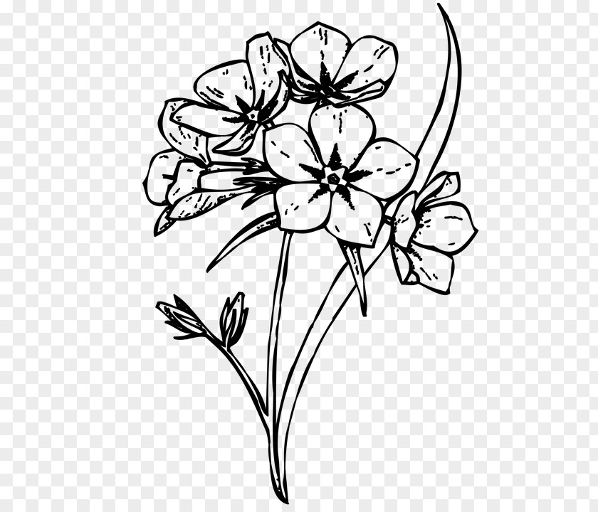Floral Design /m/02csf Cut Flowers Drawing PNG