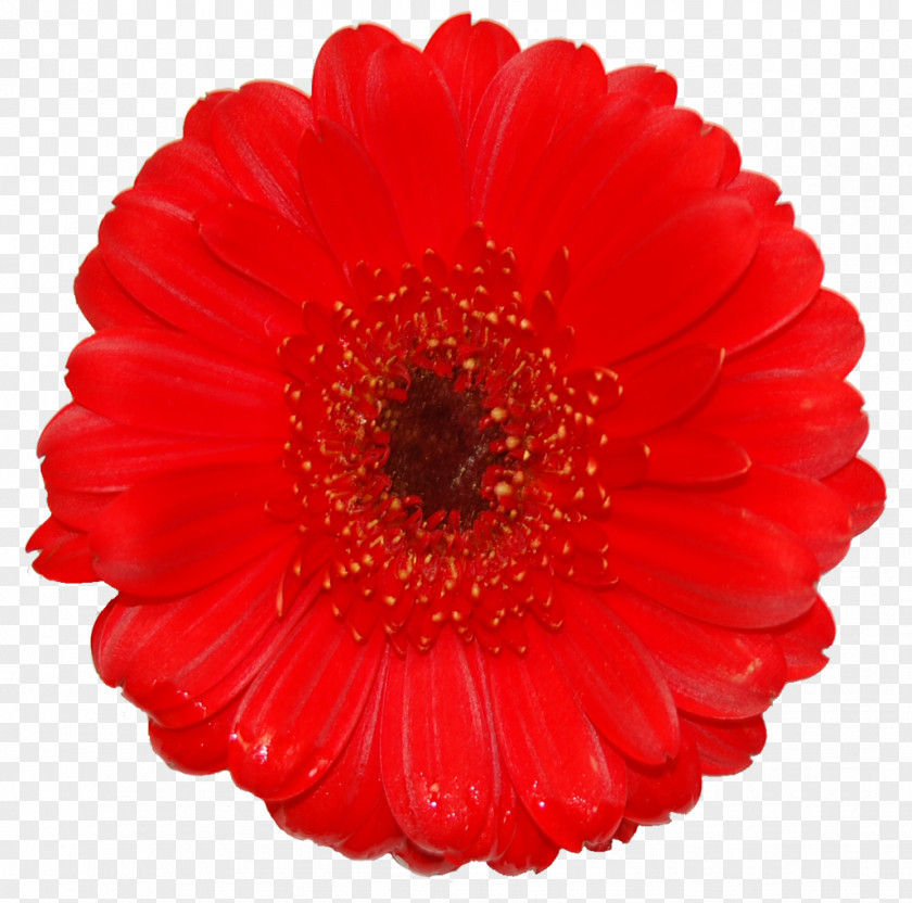 Gerbera Vector Transvaal Daisy Cut Flowers Dahlia RED.M PNG