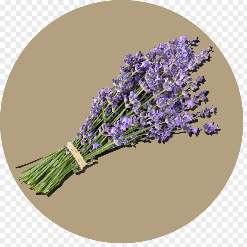 Lavande English Lavender PNG
