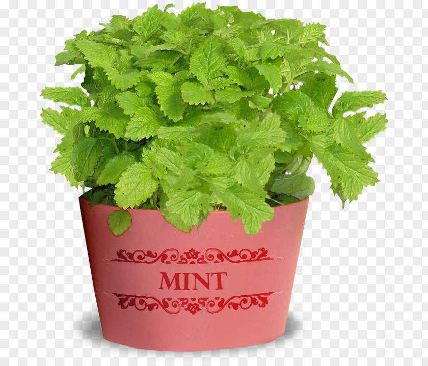 Mint Green Decoration Mentha Spicata Plant Lemonade PNG