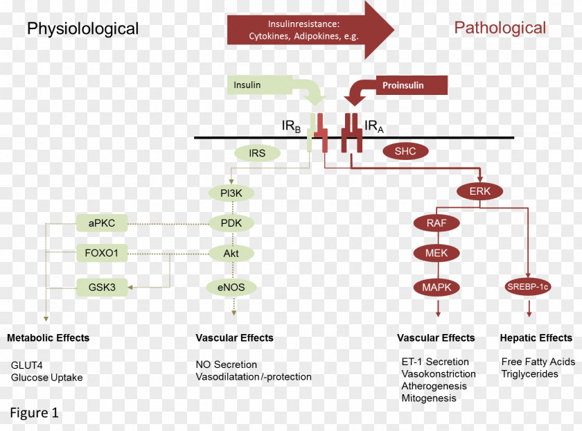 Muscle Tissue Insulin Resistance Signal Transduction Pathway Receptor Diabetes Mellitus PNG