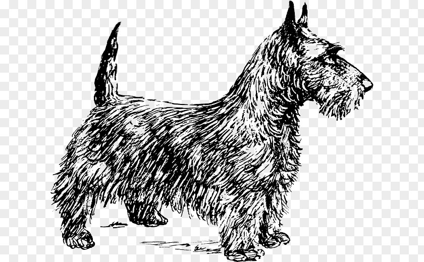Scottish Terrier Smooth Fox Cairn Yorkshire Boston PNG