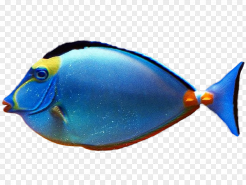 Fish Tropical Goldfish Clip Art PNG