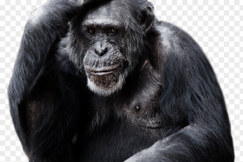 Gorilla Chimpanzee Clip Art Transparency PNG