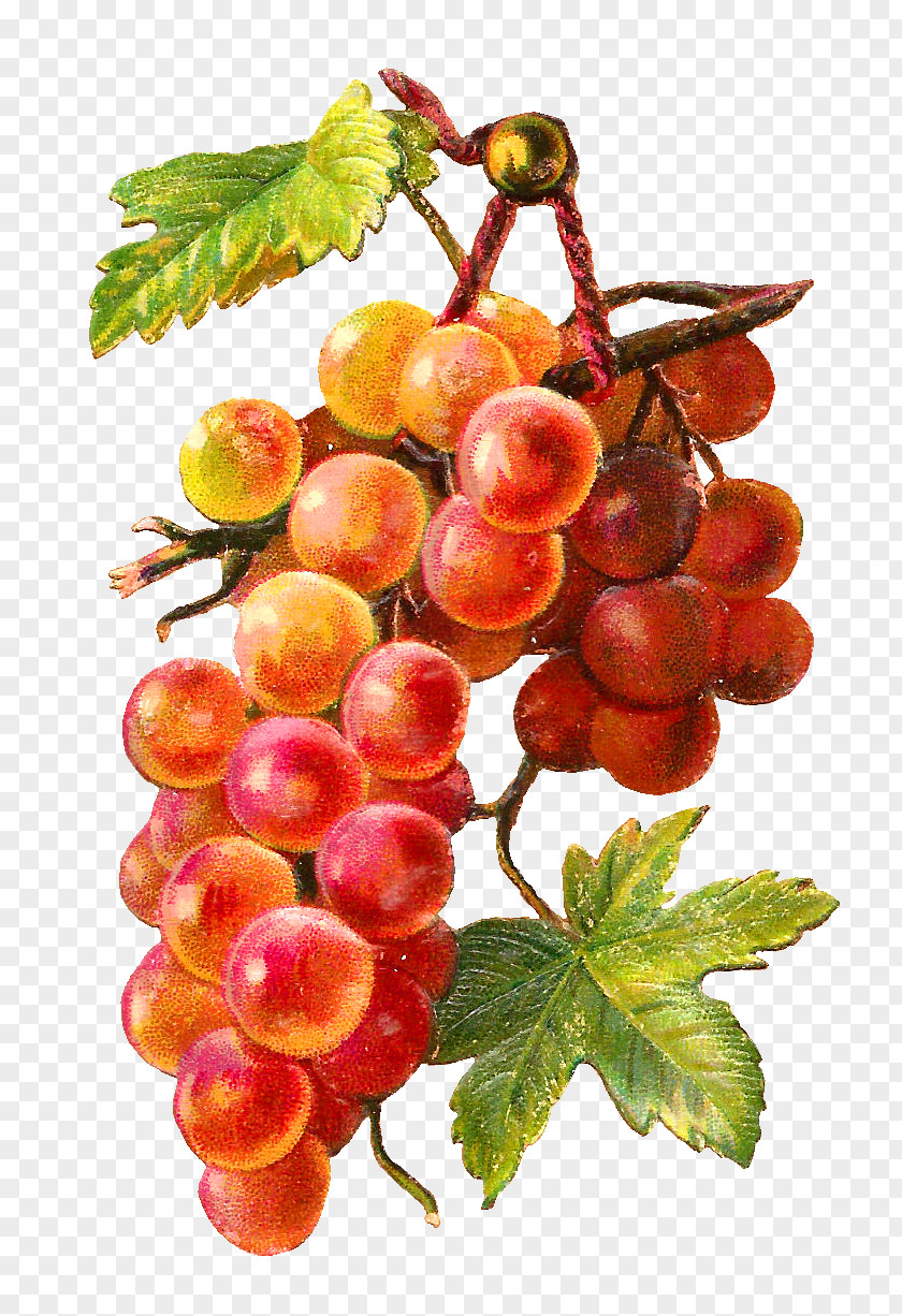 Grape Common Vine Muscadine Clip Art PNG