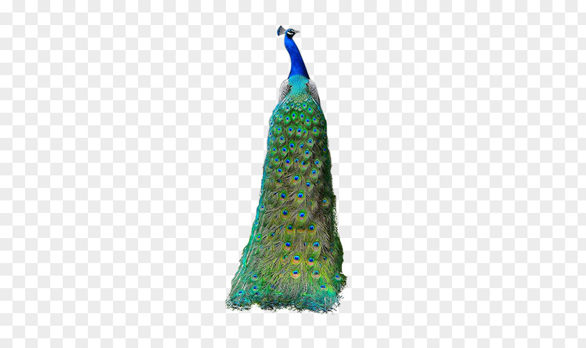 Green Peacock Bird Peafowl PNG