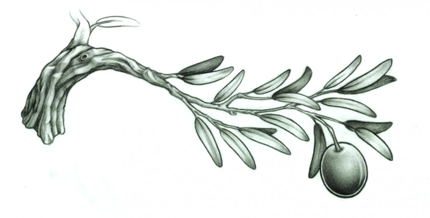 Photo Of Olive Branch Tattoo Drawing PNG