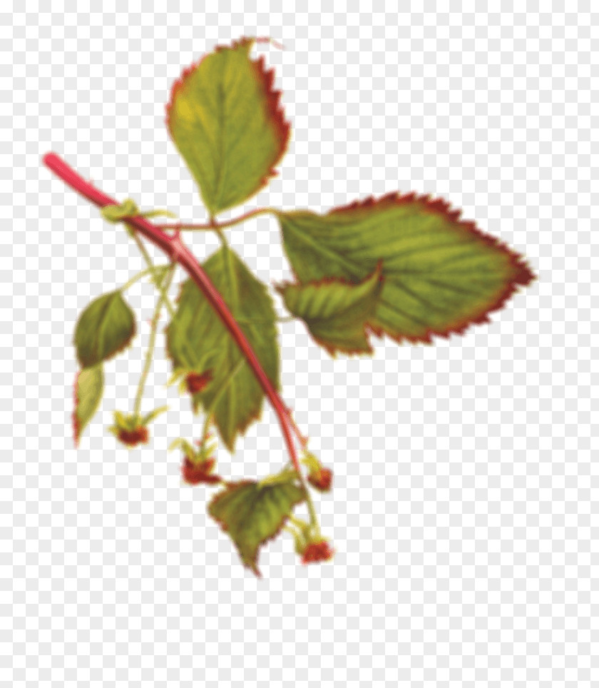 Raspberry Mojito Wild Roots Vodka Marionberry PNG