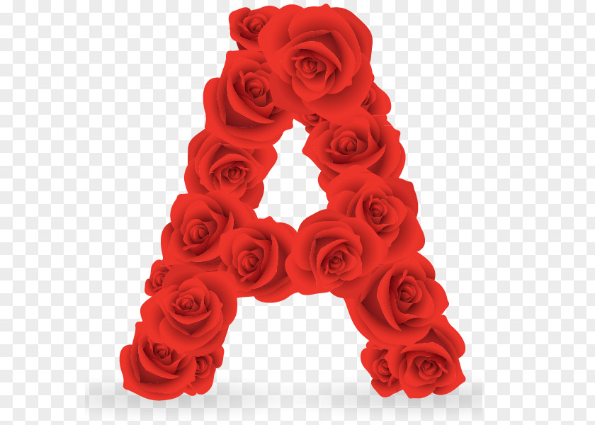 Rosa Vermelha Garden Roses Alphabet Illustrator Cut Flowers PNG