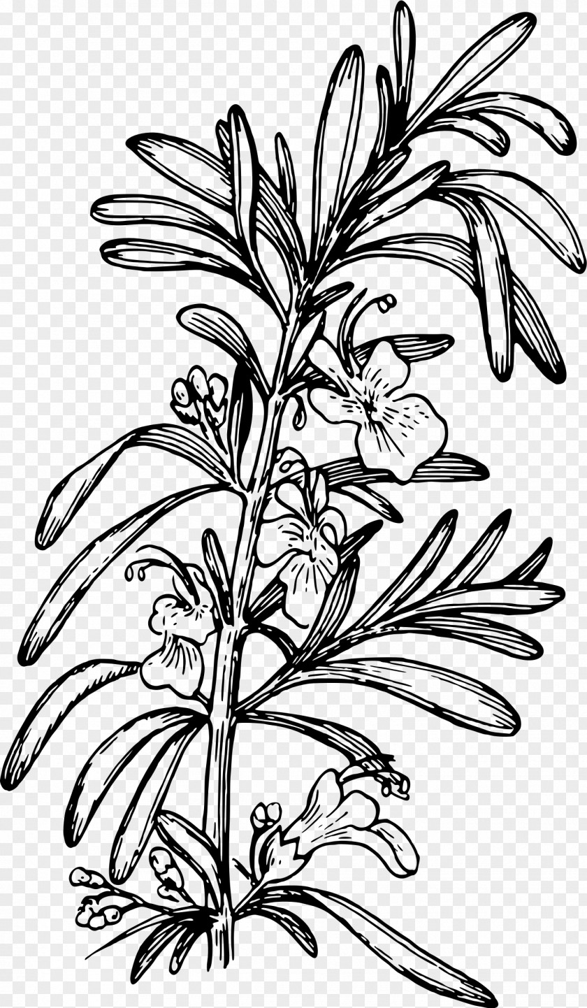 Rosemary Drawing Clip Art PNG