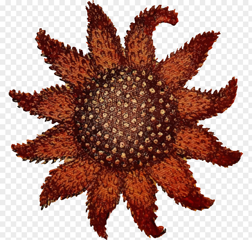 Sea Star Starfish Drawing Sunflower PNG