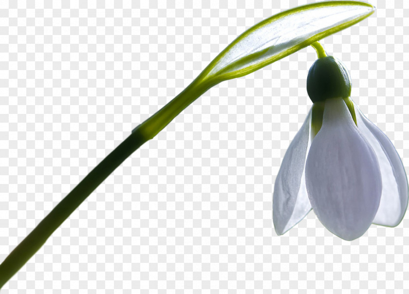 Tuberose Snowdrop Desktop Wallpaper Image Tyrion Lannister Clip Art PNG