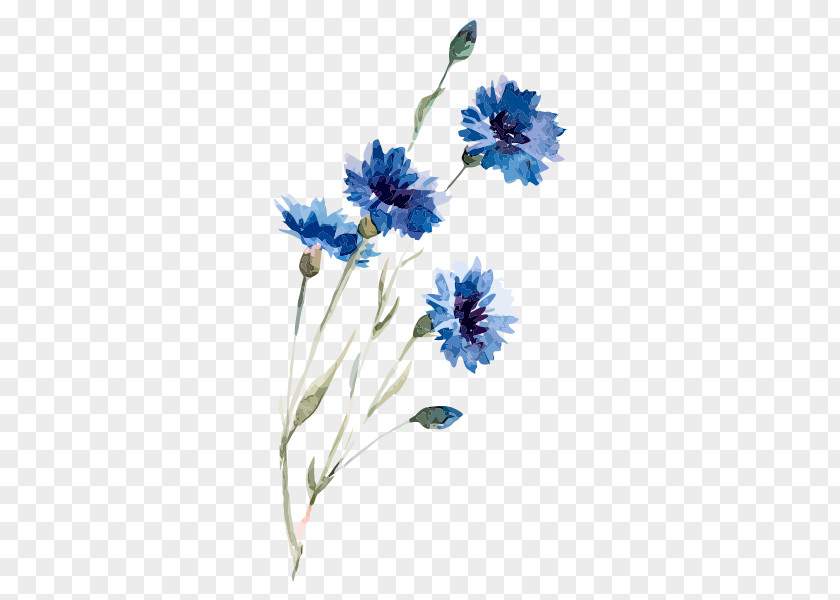 Watercolor Flowers Cornflower Drawing Painting Illustration PNG