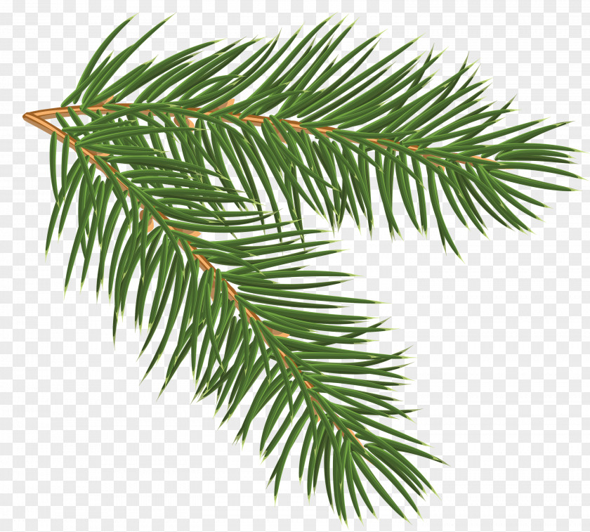 Fir-tree Pine Conifer Cone Branch Clip Art PNG