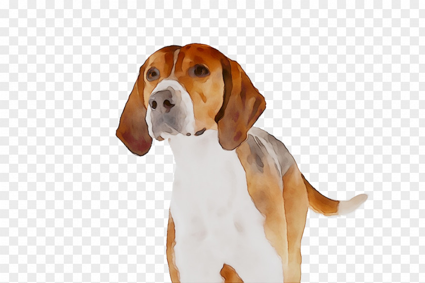 Harrier English Foxhound American Beagle Hamilton Hound PNG