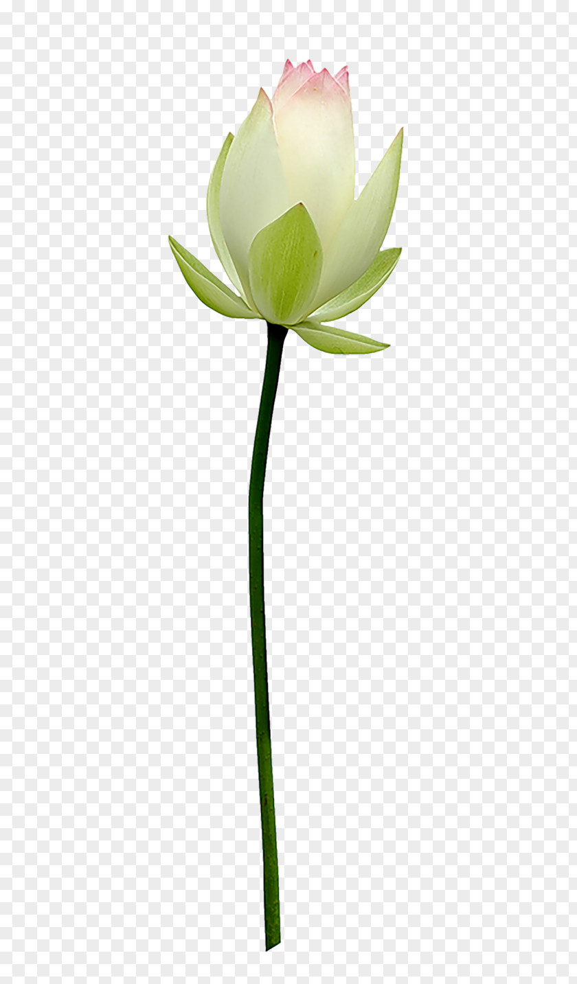 Passepartout Sacred Lotus Image Flower Petal PNG
