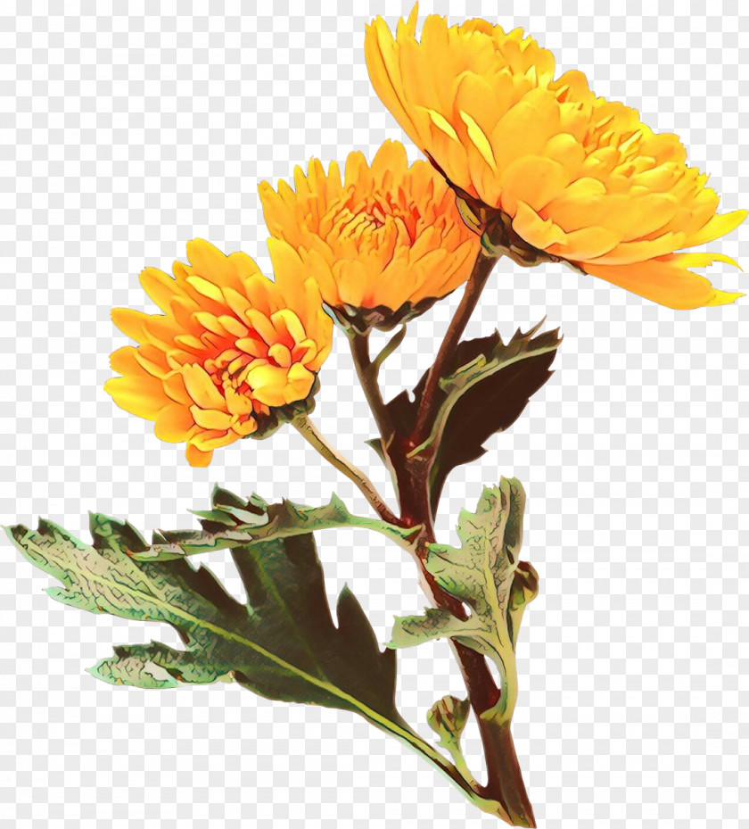 Tagetes Cut Flowers Flower Flowering Plant English Marigold Yellow PNG