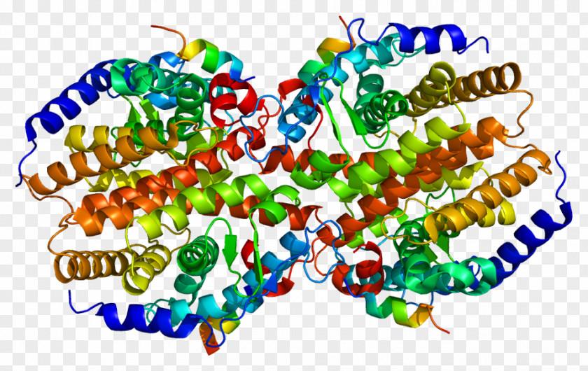 Constitutive Androstane Receptor Nuclear Protein PNG