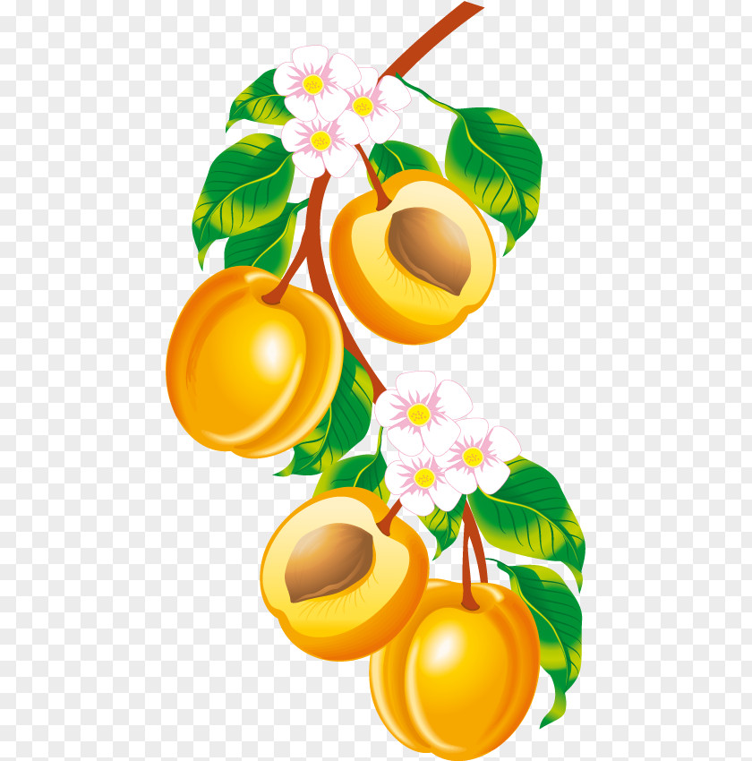 Peach Fruit Apricot Clip Art PNG